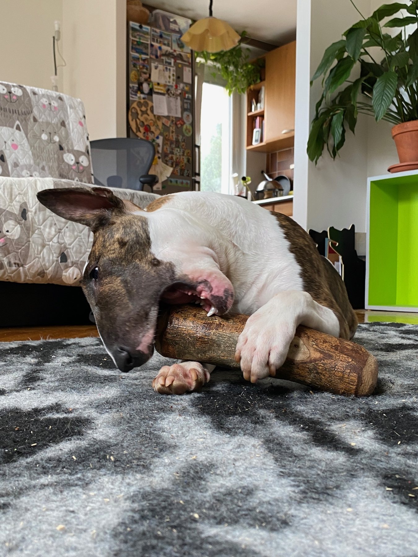 Back to Chewing