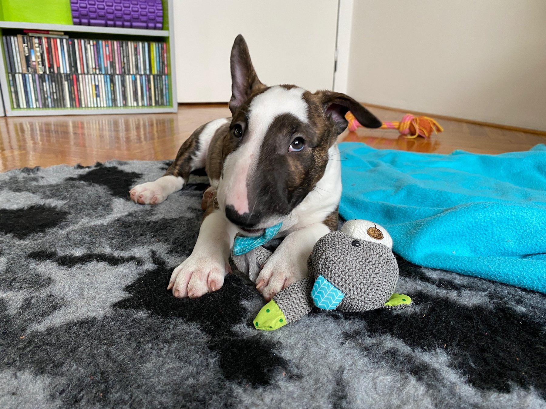 Toy hoarder