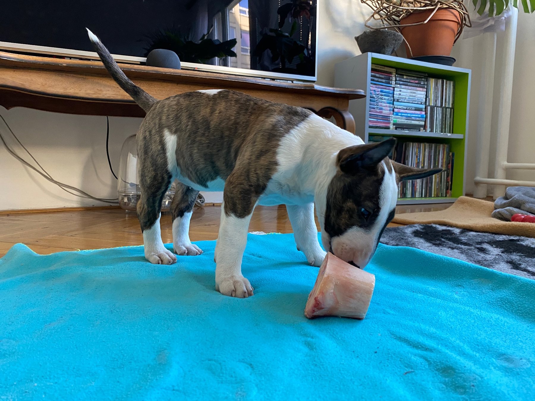 Bone investigation
