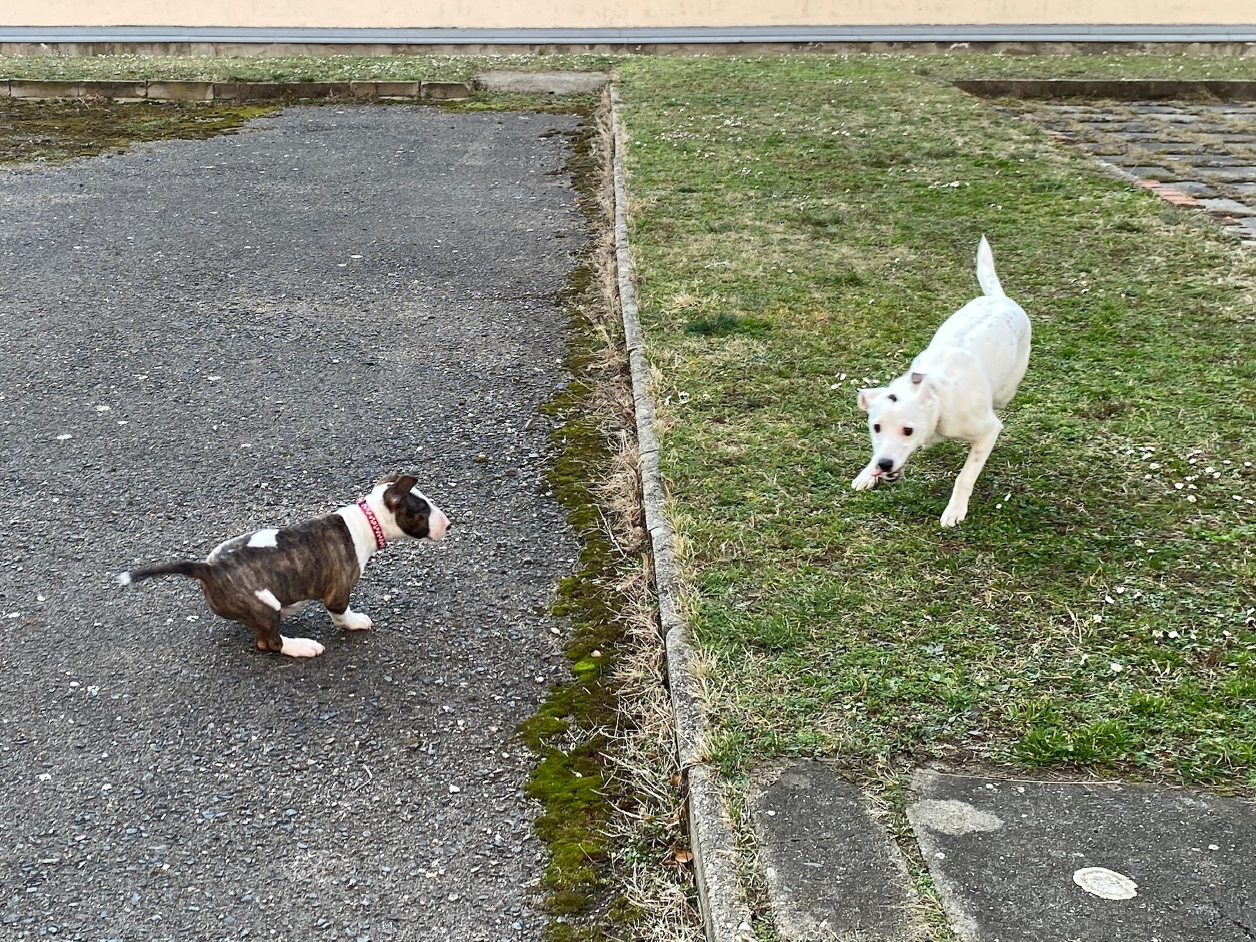 Garden patrol