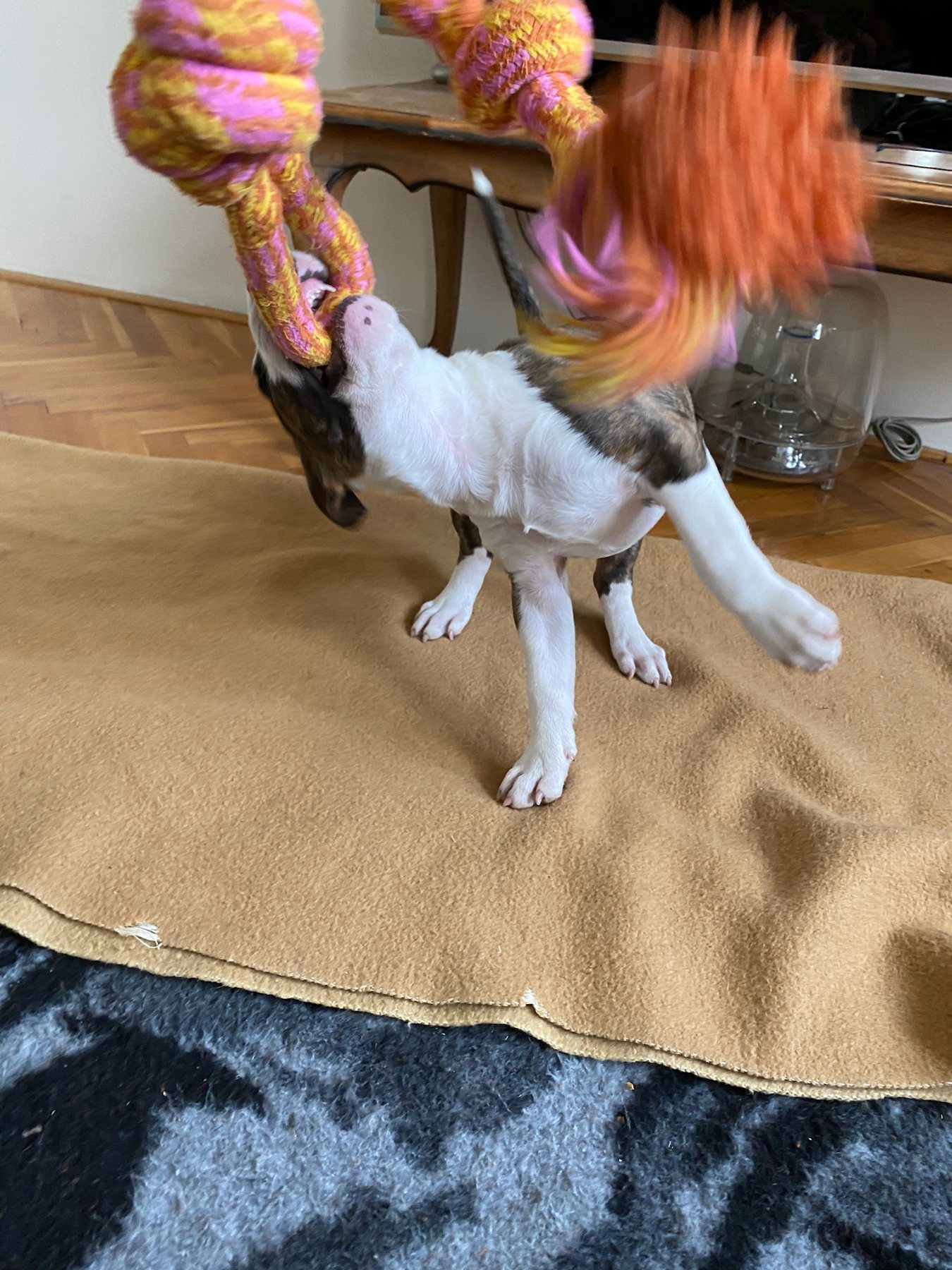 Tug war champion
