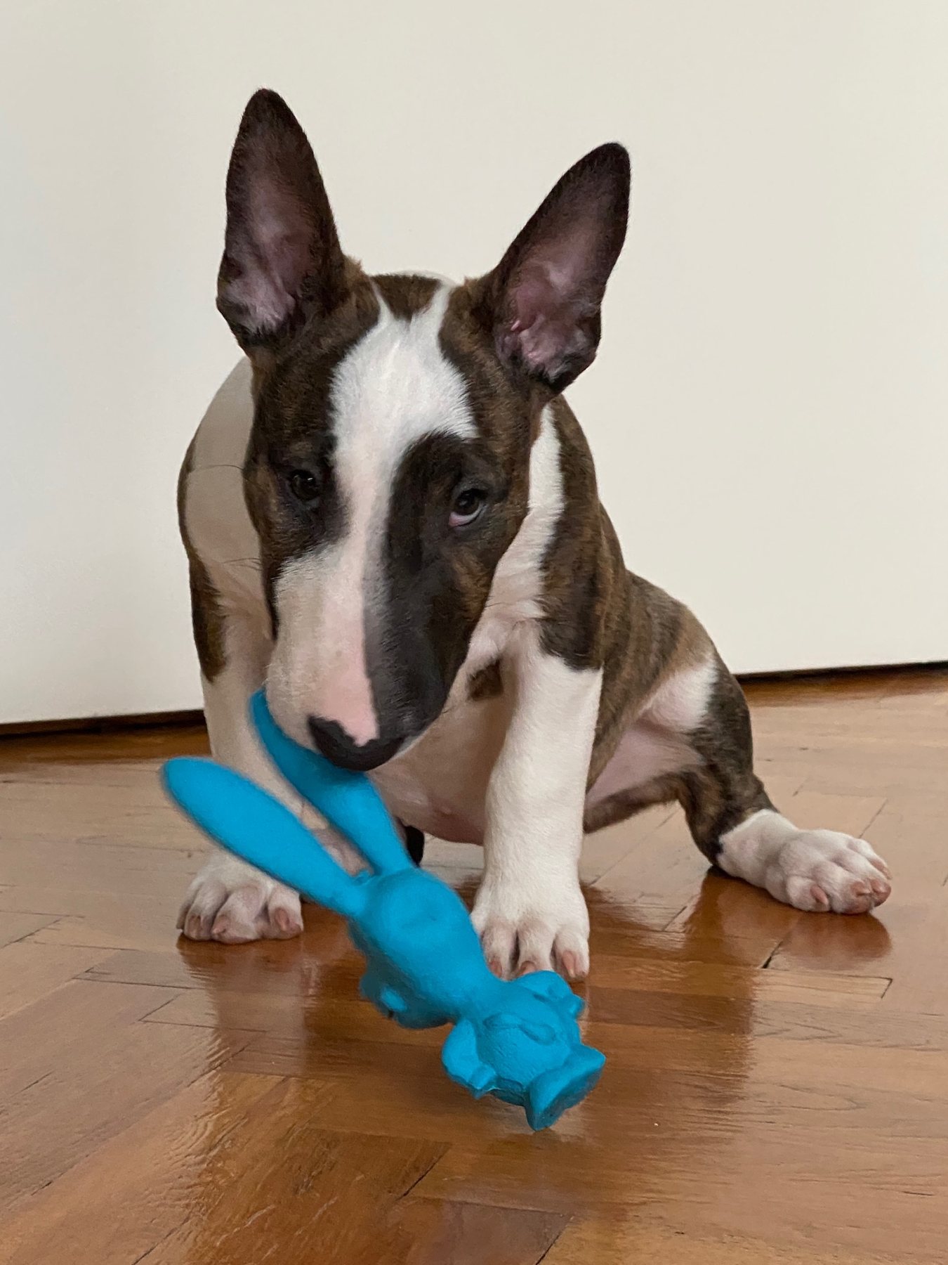 Toy destruction