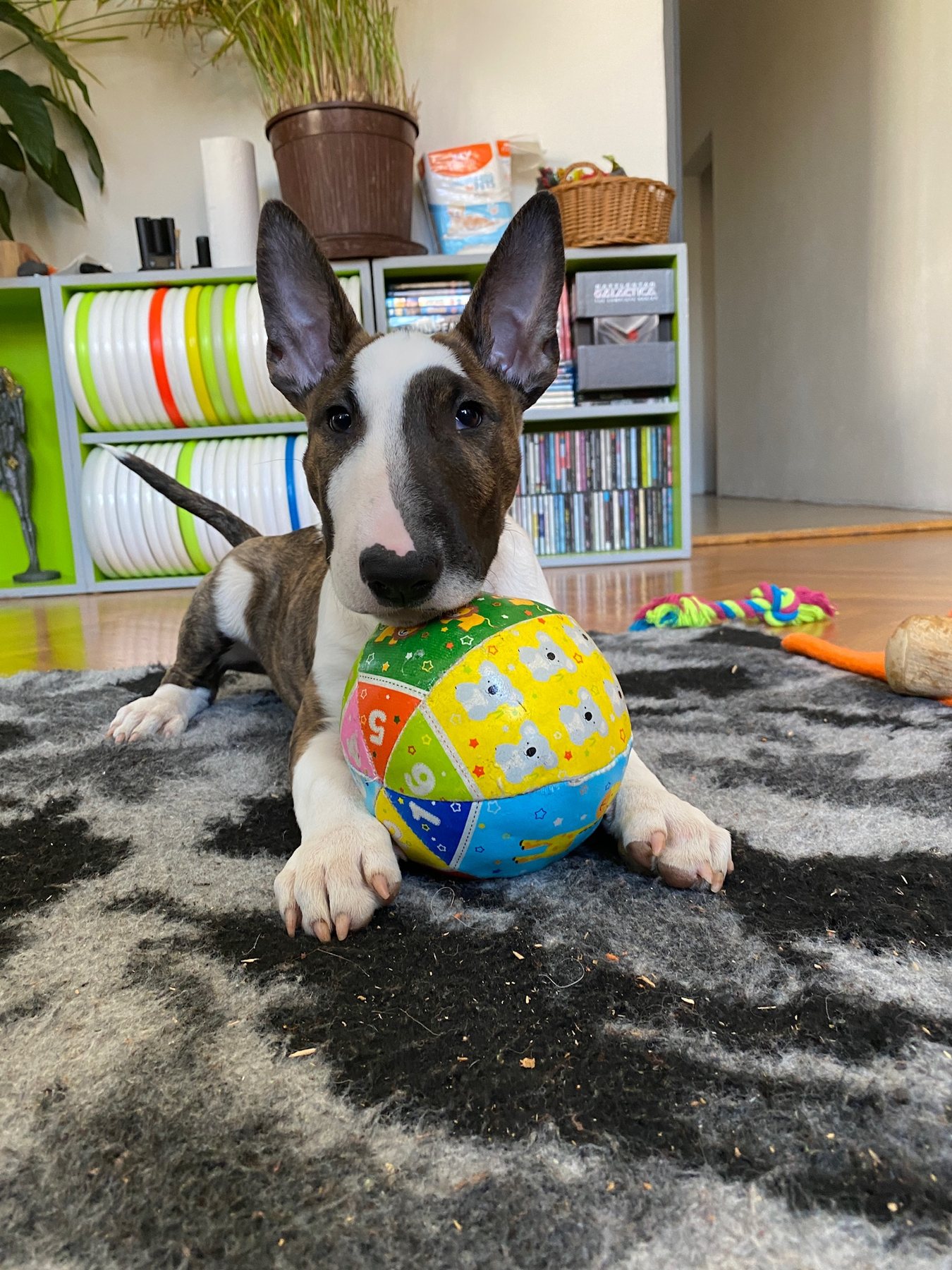 Ball expert