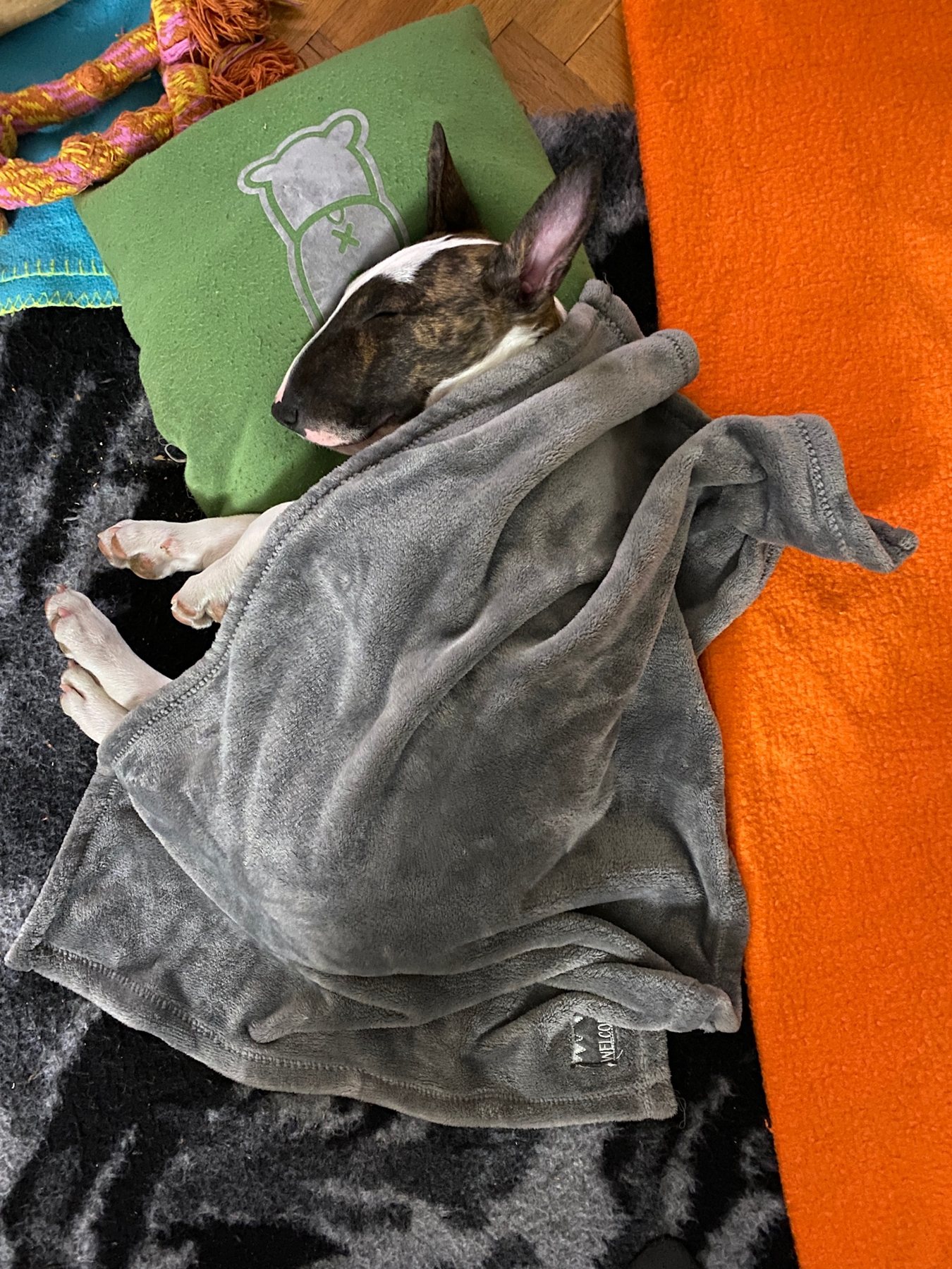 Blanket thief