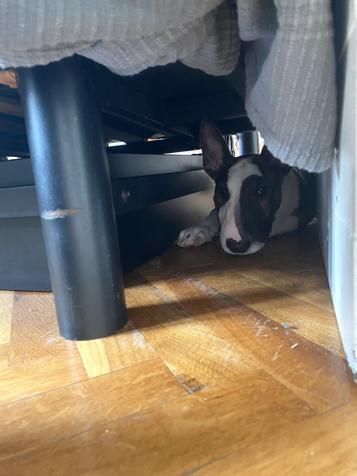 Undercover Bull Terrier
