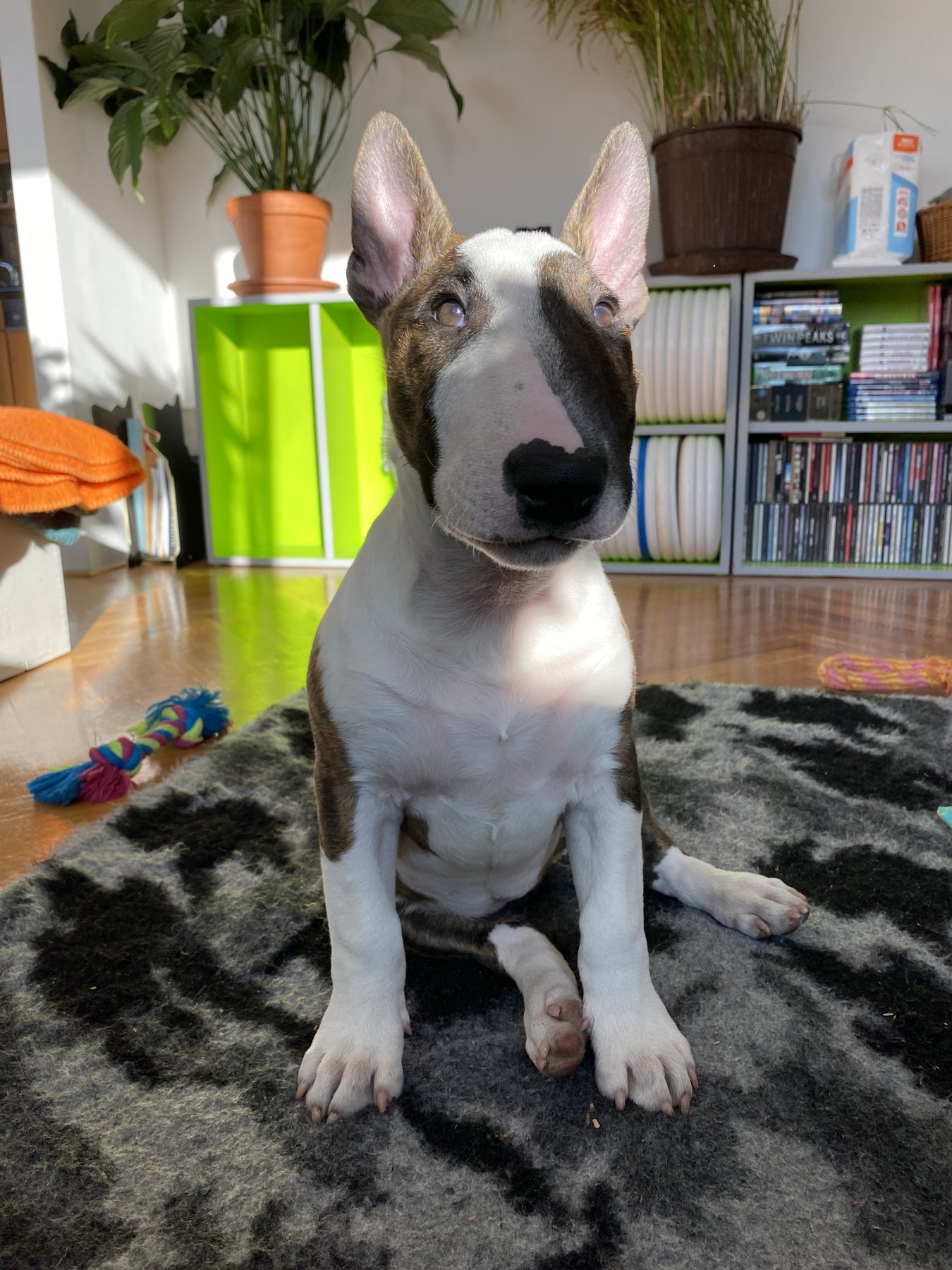 The Living Room Supervisor
