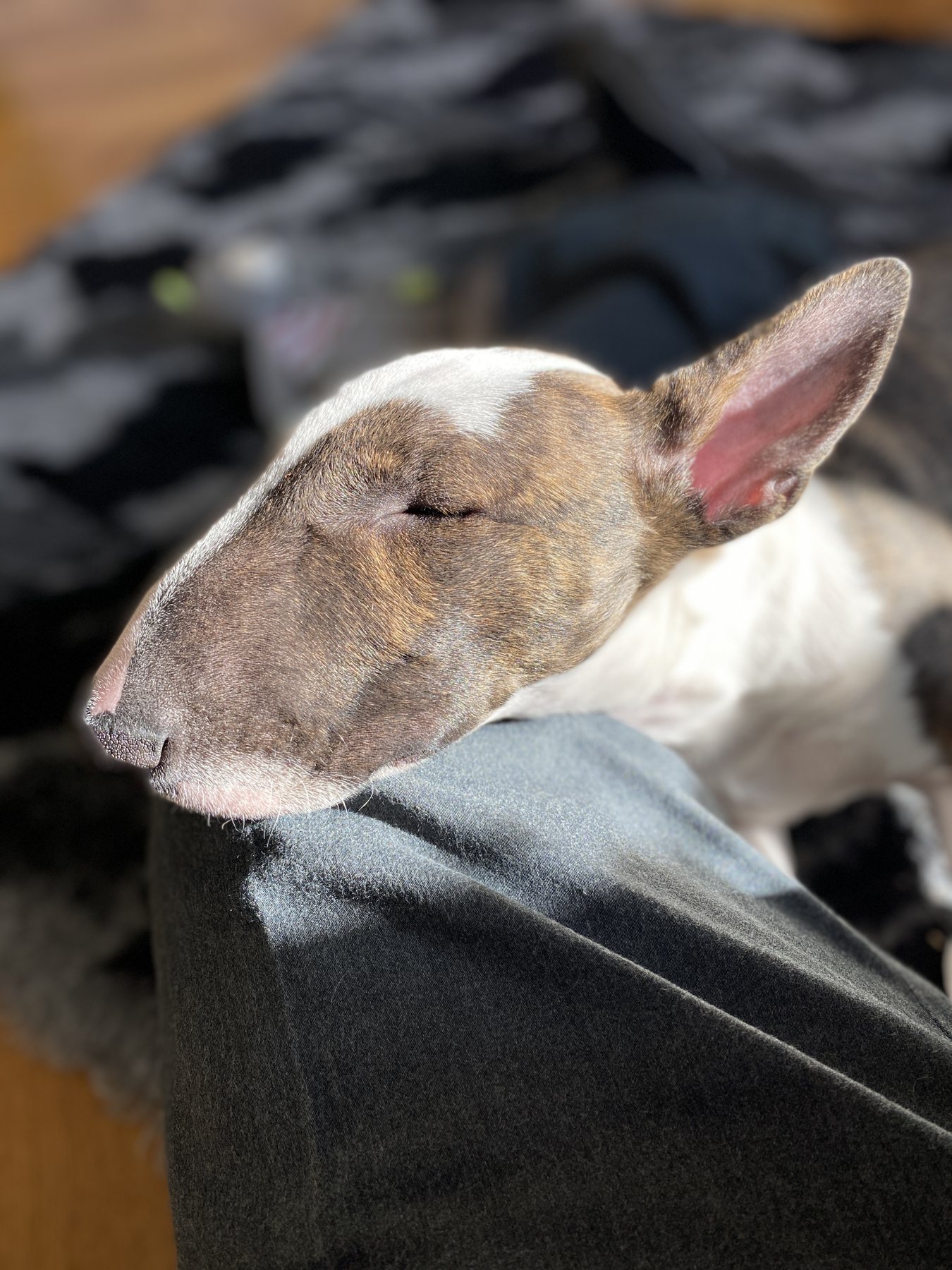 Solar-Powered Terrier