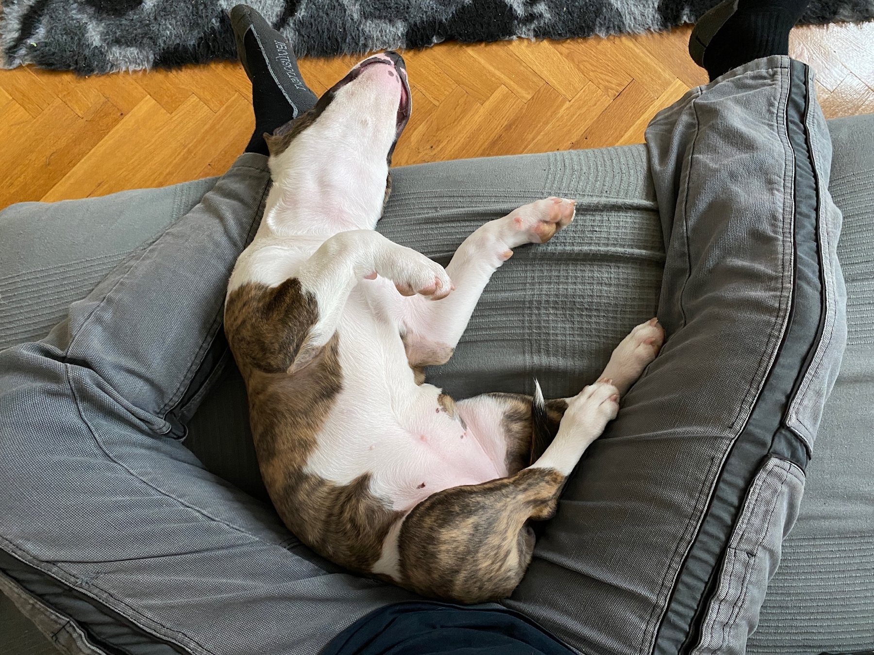 Sofa Belly Up