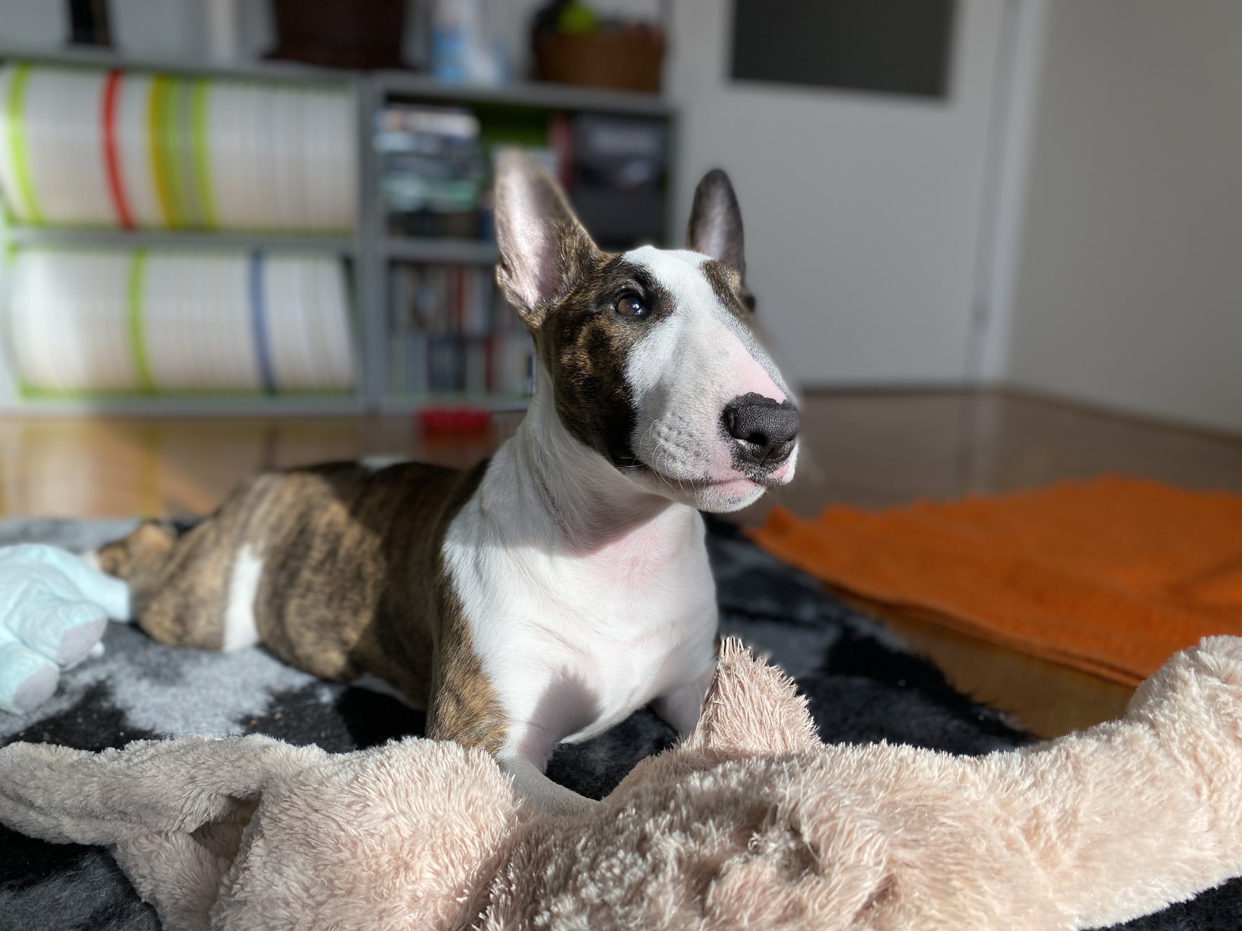 Those Ears Though