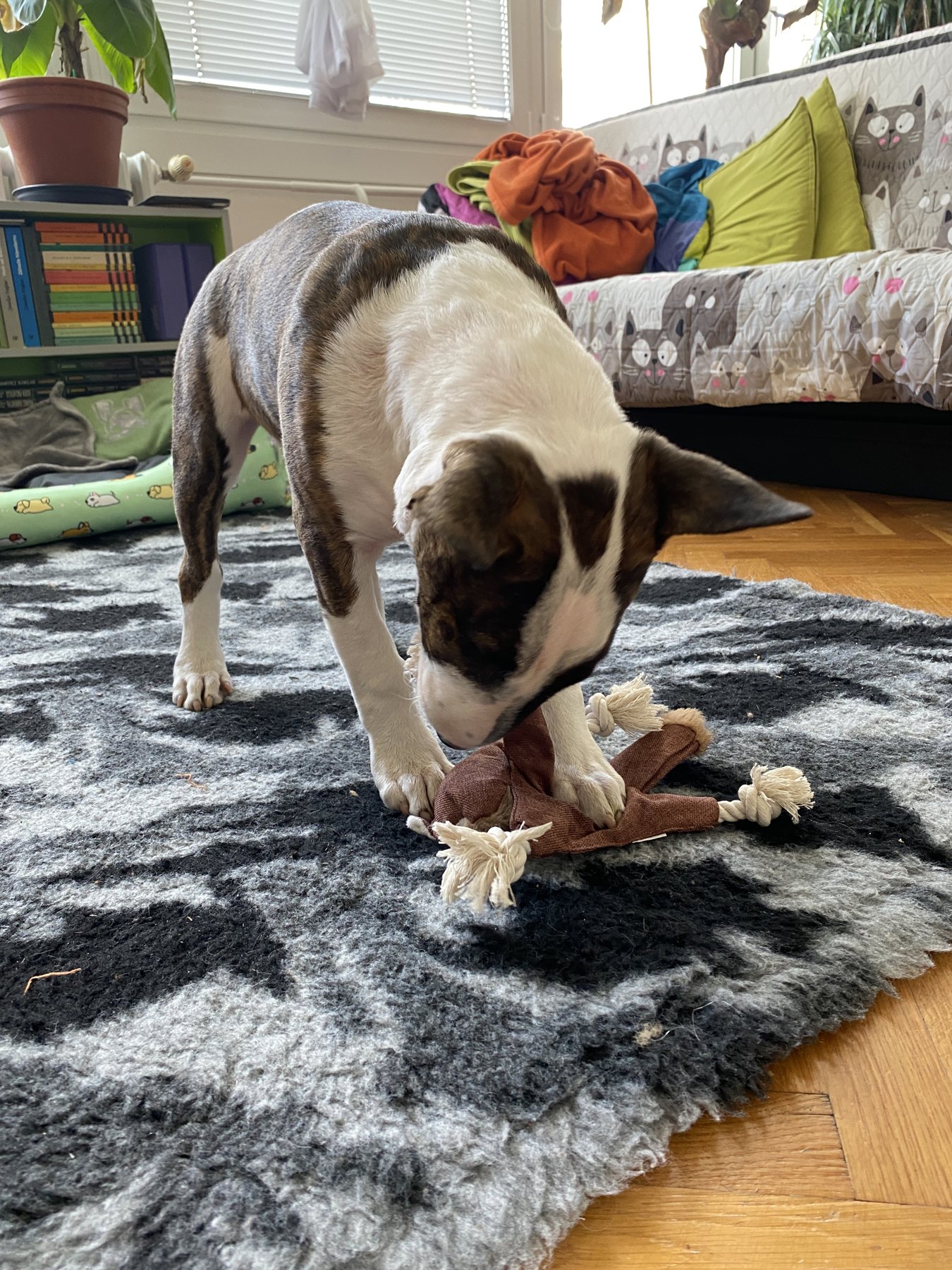 Chew Business