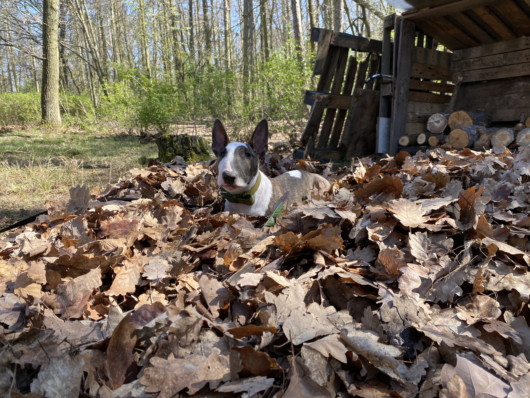 Leaf Monster