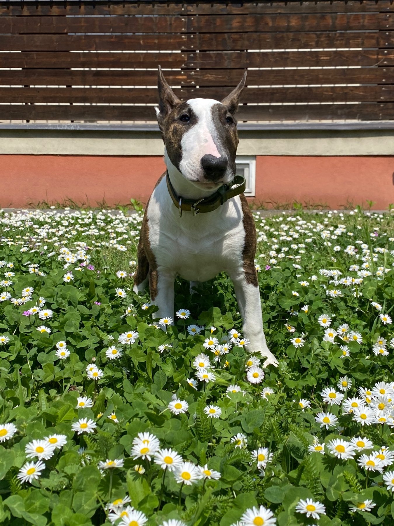 Daisy Portrait