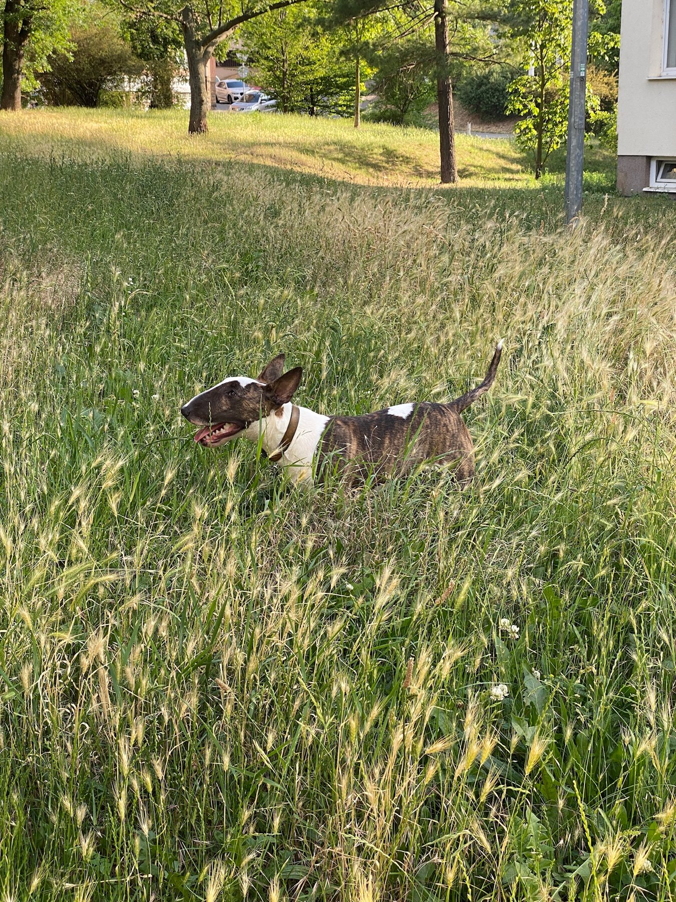 Grass Break