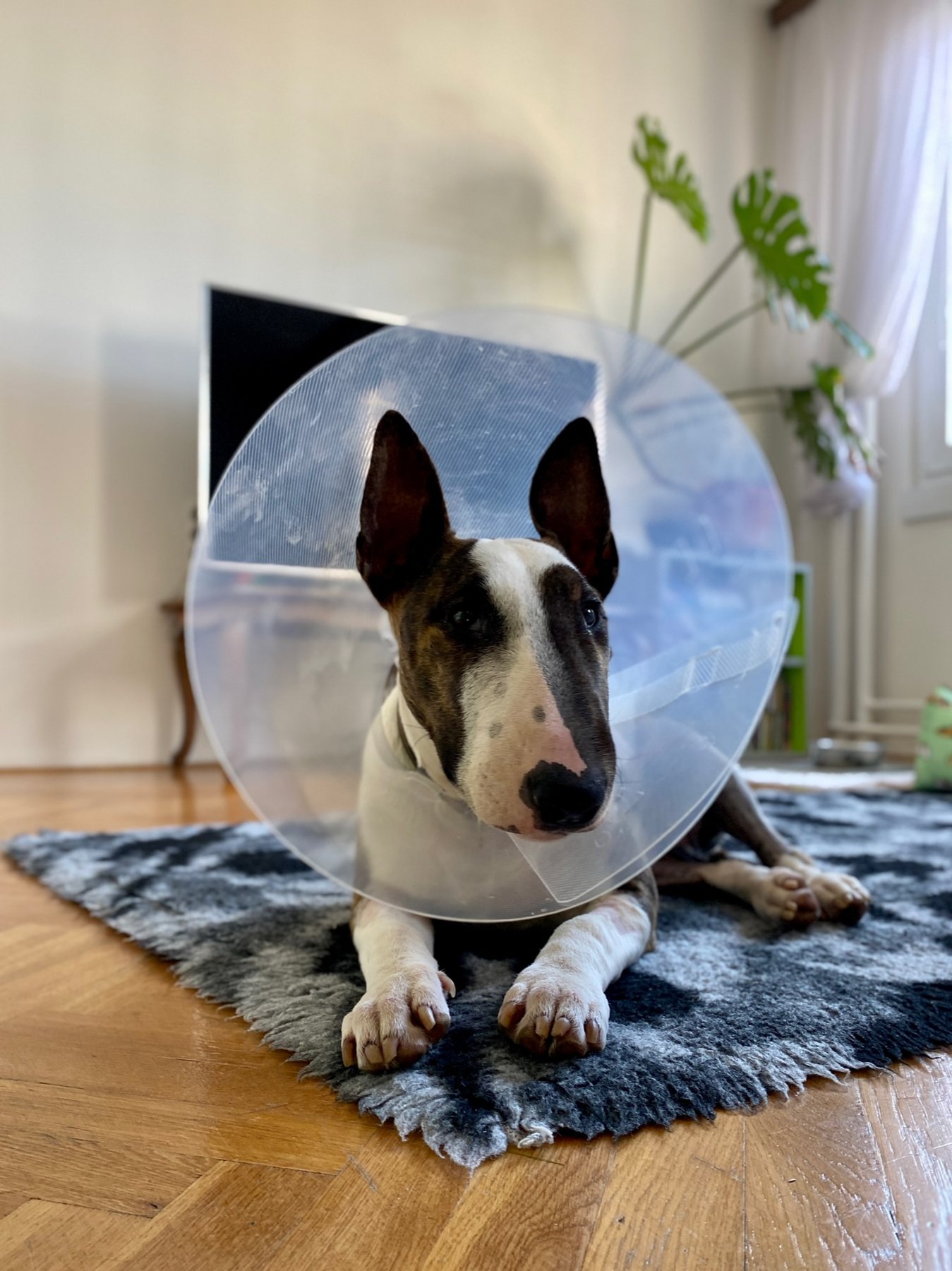 Cone Life Begins