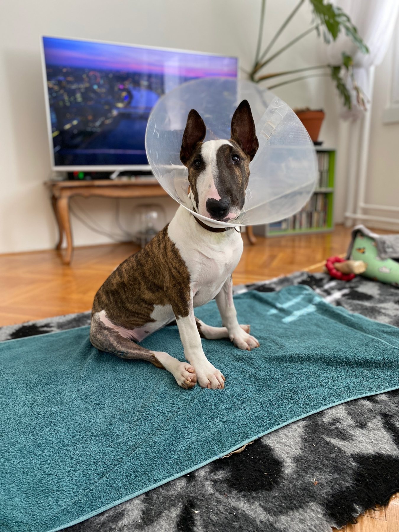 Cone Portrait