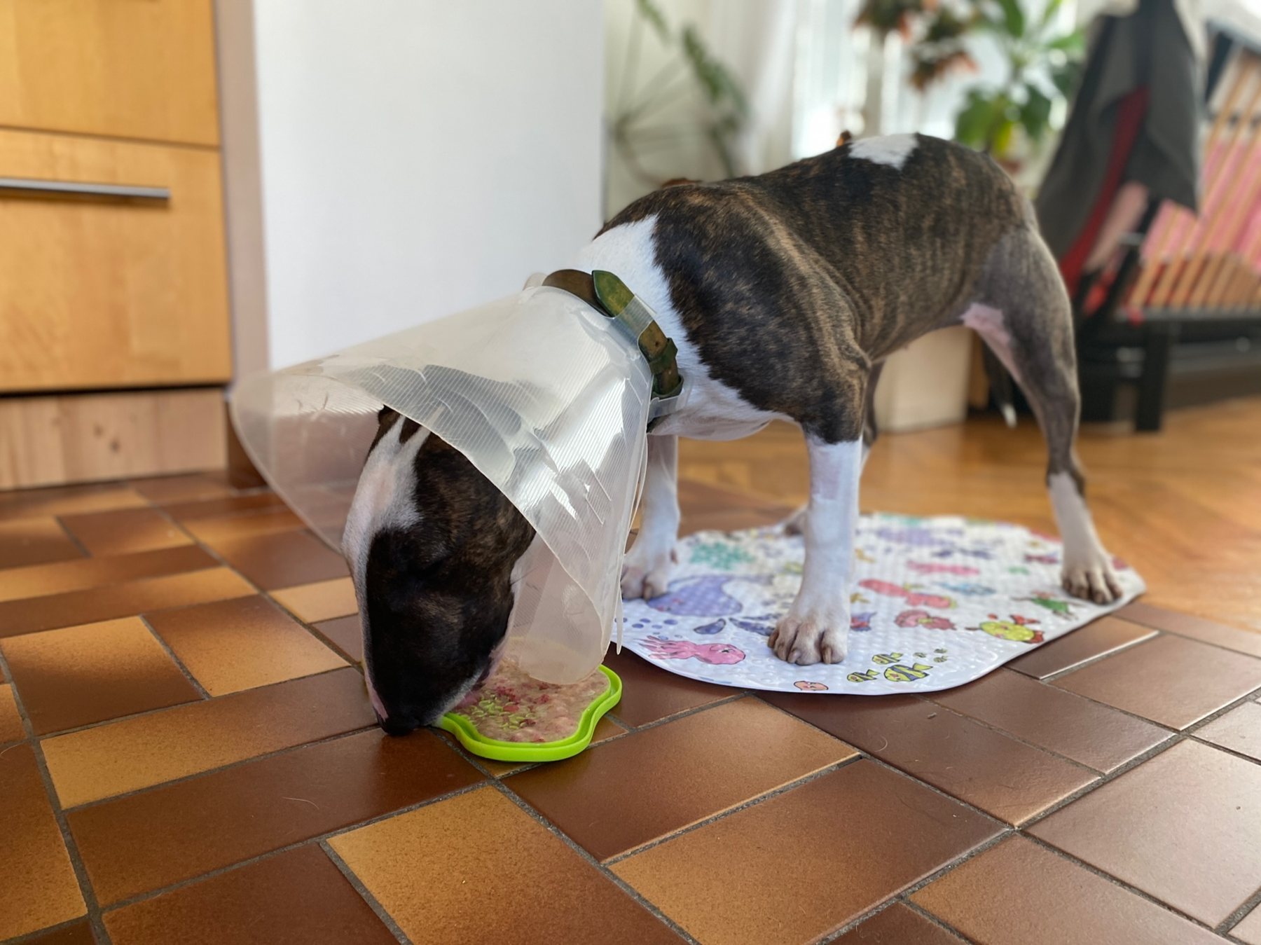 Cone Dining