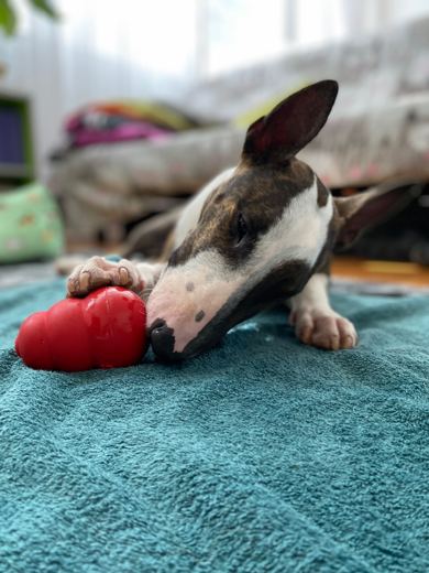 Red Toy Therapy