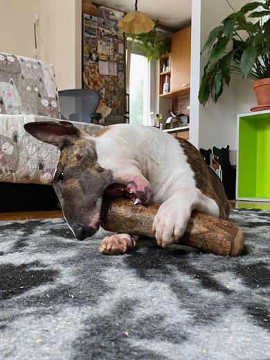 Back to Chewing