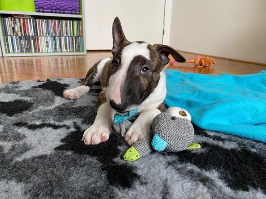 Toy hoarder
