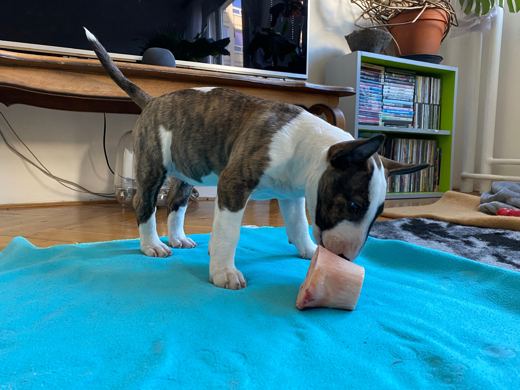 Bone investigation