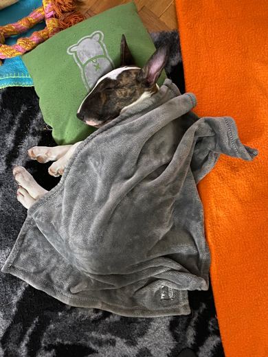 Blanket thief