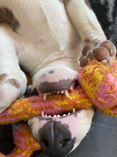 Toy domination