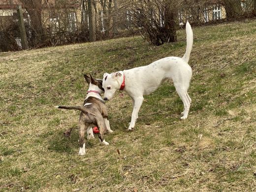 The Nose-to-Nose Negotiations