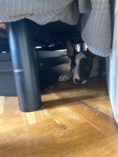 Undercover Bull Terrier