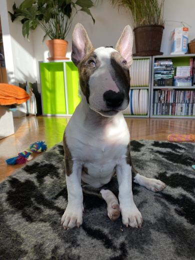 The Living Room Supervisor