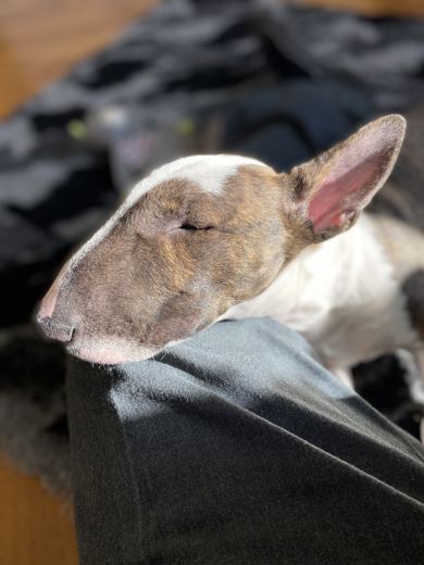 Solar-Powered Terrier