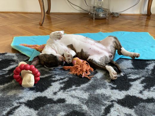 Toy Explosion Recovery Position