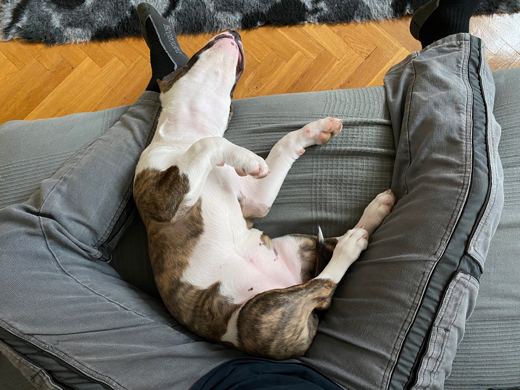 Sofa Belly Up