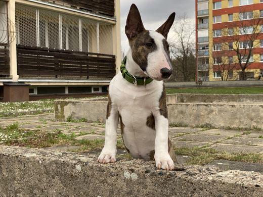 Puppy on the Wall