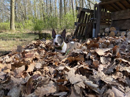 Leaf Monster