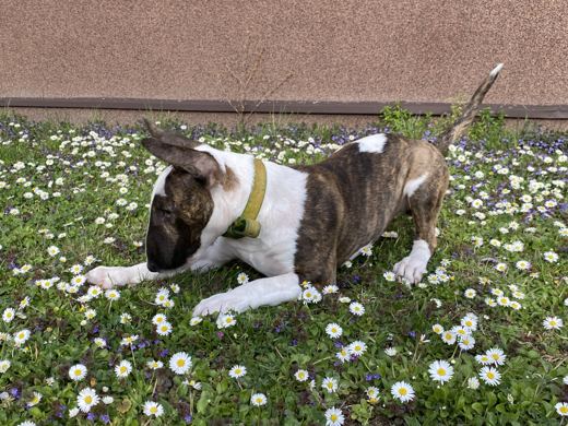 Daisy Break