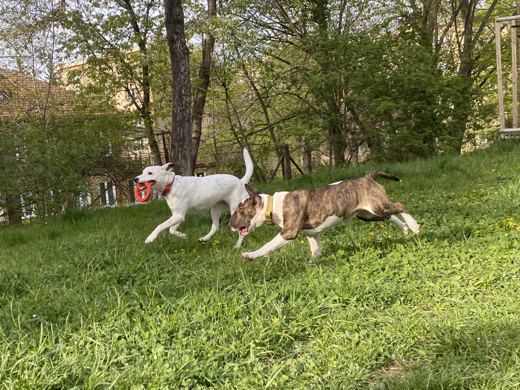 Stick Chase