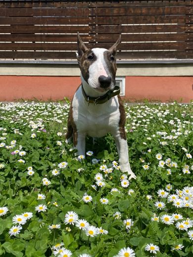 Daisy Portrait