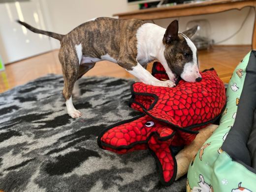 Dinosaur Wrestling