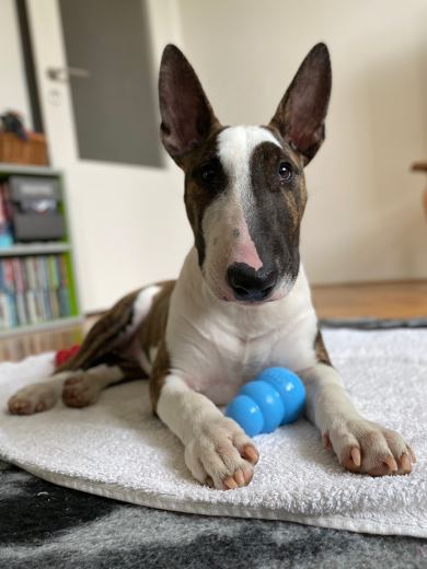 Blue Ball Business