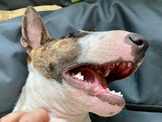 Smile Inspection