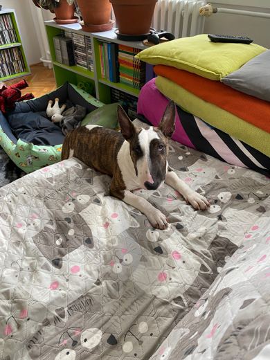 Bed Headquarters