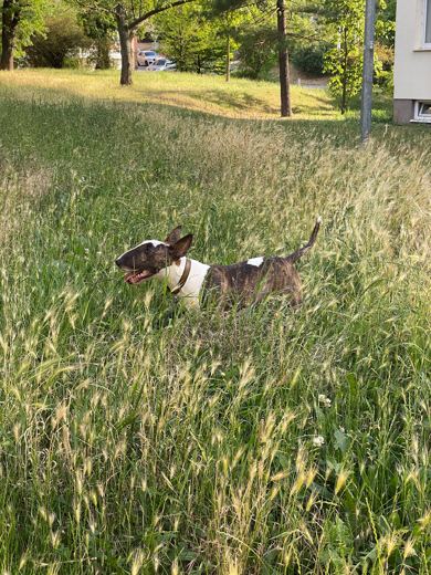 Grass Break
