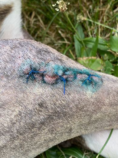 Battle Scars