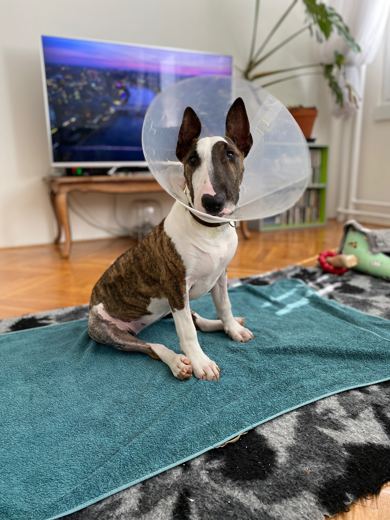 Cone Portrait